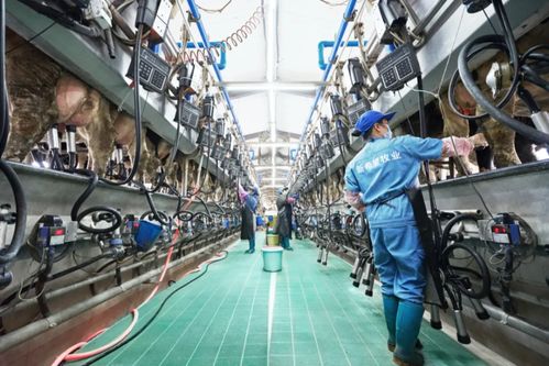 新乳業(yè)發(fā)布業(yè)績預告 上半年收入預計同比增長超60%，數(shù)字技術服務驅動強勁增長