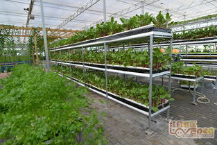 溫室大棚種植 富川福利生態高值農業示范園的大棚材料與配套設施設計