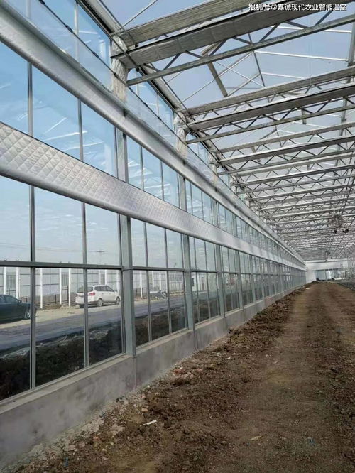 創新設計與科技融合 玻璃溫室大棚年供暖費節省一半的關鍵