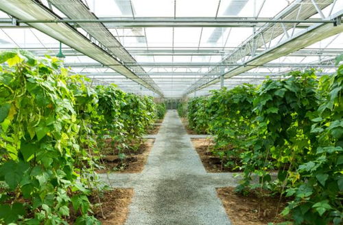 全國低碳日丨關(guān)于低碳減排的8個(gè)農(nóng)業(yè)溫室名詞解釋