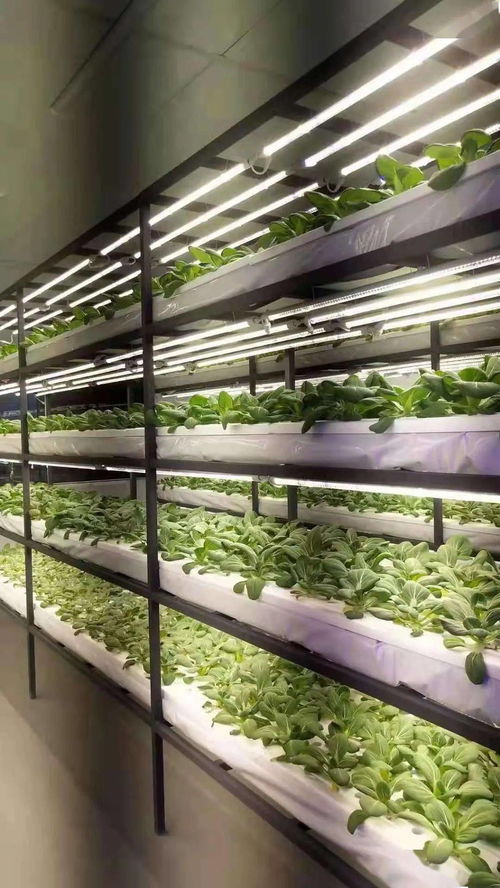 戰(zhàn)疫不誤農(nóng)時(shí)，奏響農(nóng)業(yè)強(qiáng)、農(nóng)民富、農(nóng)村美三部曲 聚焦410大棚材料與配套設(shè)施的創(chuàng)新設(shè)計(jì)