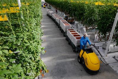 從春天啟程！古浪縣域經(jīng)濟(jì)發(fā)展跑出“加速度” 干出“新精彩”——農(nóng)業(yè)溫室篇