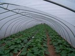 承德連棟玻璃溫室 卓越品質與現代農業的完美融合