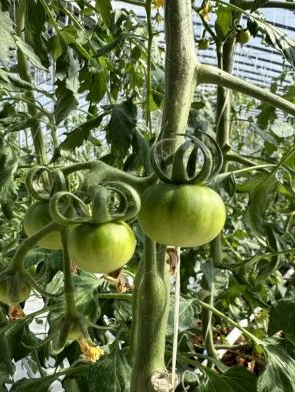 智慧農業 以科技溫室引領現代農業高質量發展