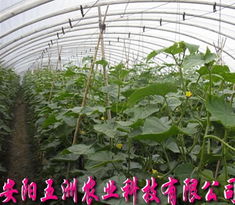 無支柱大棚骨架機 現代高效農業溫室的強力支撐