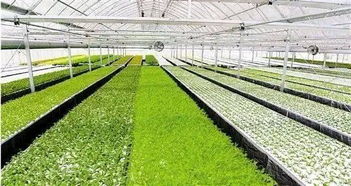 智能科技賦能現代農業 京東農牧與溫室農業引領中國農業振興新篇章